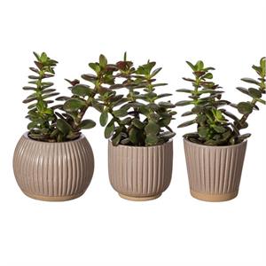 Sass & Belle Grooved Planter Small Black Assorted Vases